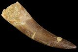 Fossil Plesiosaur (Zarafasaura) Tooth - Morocco #81555-1